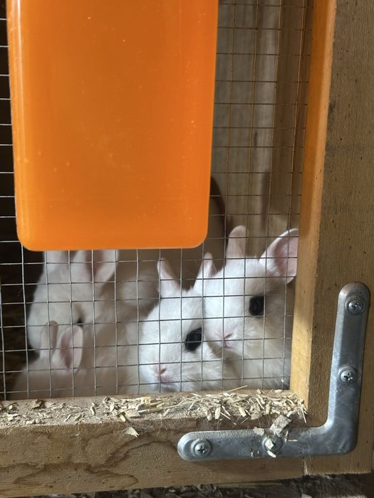 Quyonchalar – farzandingiz uchun eng yaxshi do‘st!