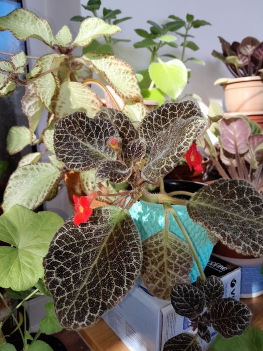 Комнатые цветы, Герань