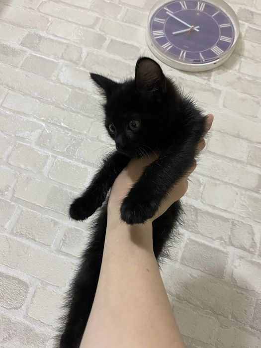 отдам котенка мальчик