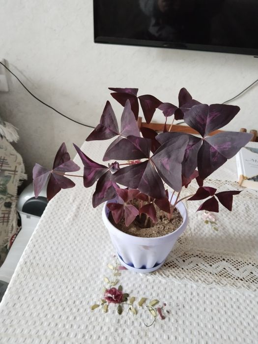 Кислица оксалис бабочка