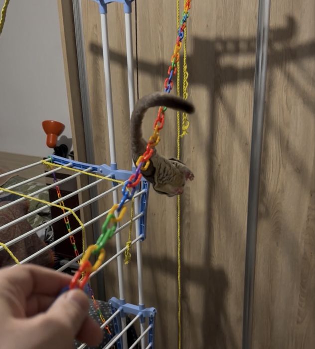 Veverita zburatoare - Sugar Glider + cușca si acceso