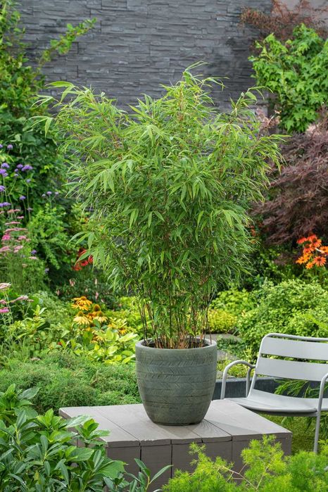 Bambus de gradina (Phyllostachys,Fargesia) rezistent la frig, gard viu