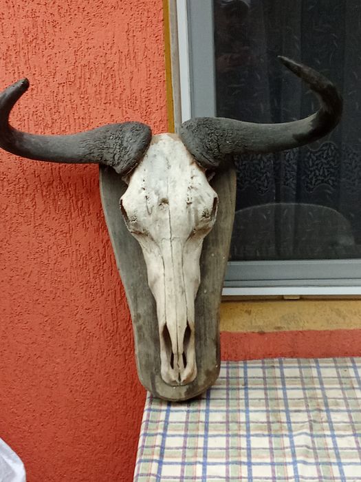 Vind Trofeu Bivol African