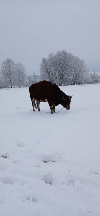 Vand vaci cu vitei langa ele