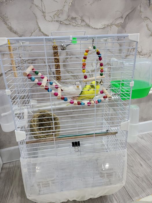 Продаю попугая волнистого