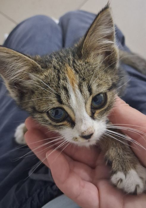 Котенок девочка в добрые руки