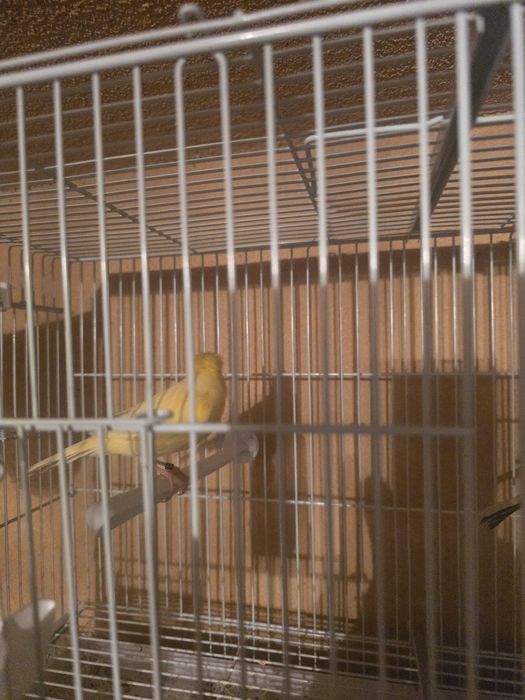 Femela canar timbrado