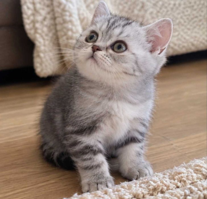 British shorthair tabby