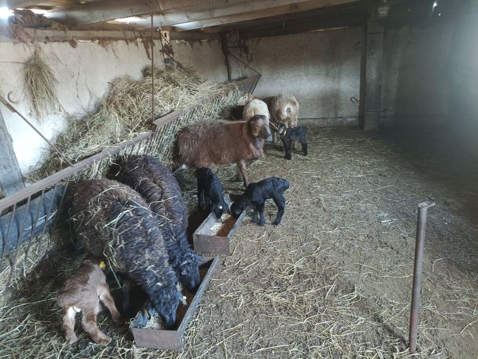 Продам кошкарчиков производителей