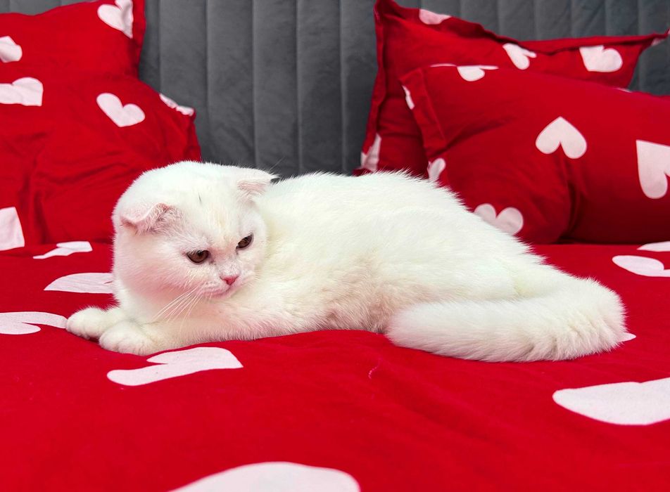 Pisicuță superbă, rasa Scottish Fold, cu Pedigree