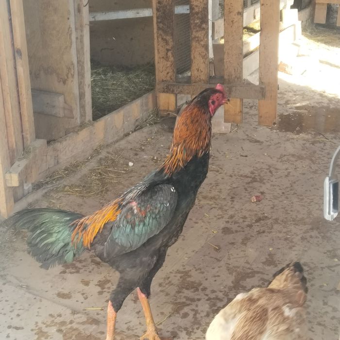 Продам дакана хороших кровей