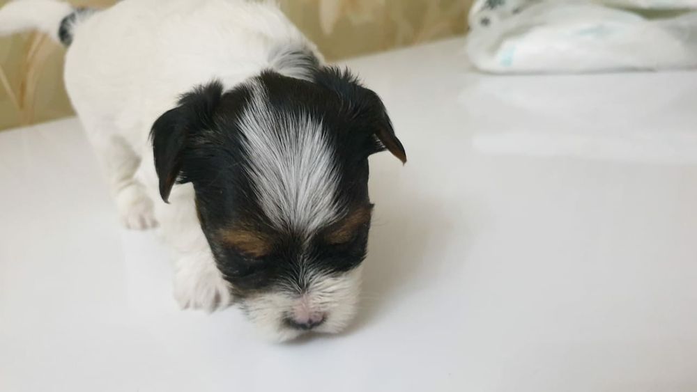 Продам щенков породы Бивер