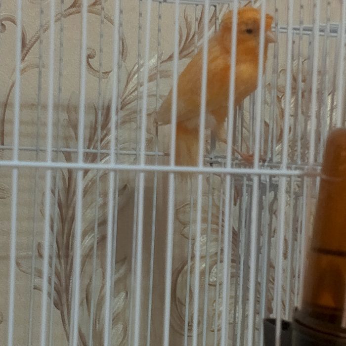 Продаются молодые канарейки самцы