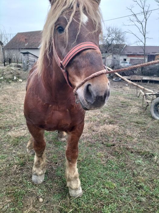 Vând armăsari tineri