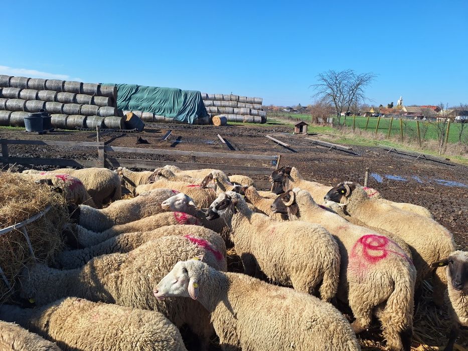 Vand 10 berbeci Tigai de ținut!