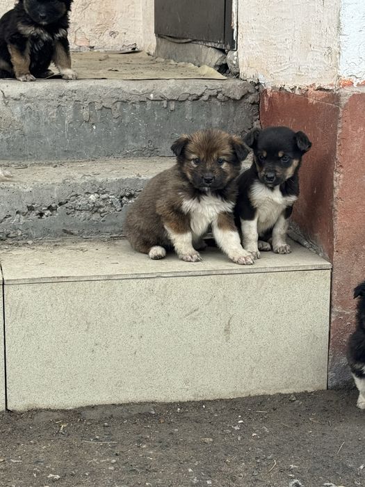 ОТДАМ ЩЕНЯТ 5-месячных в добрые руки.