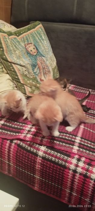 Отдам котят в хорошие руки