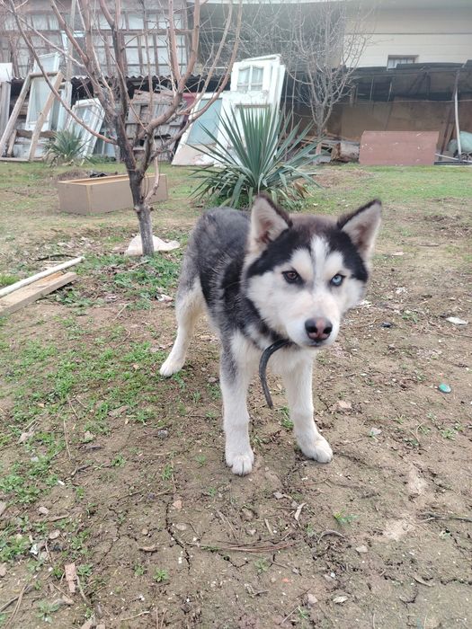 Akita. 5-oylik..