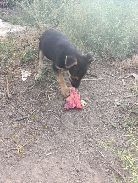 Собачки в добрые руки!