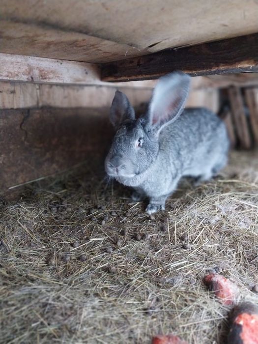 Продоется кролики