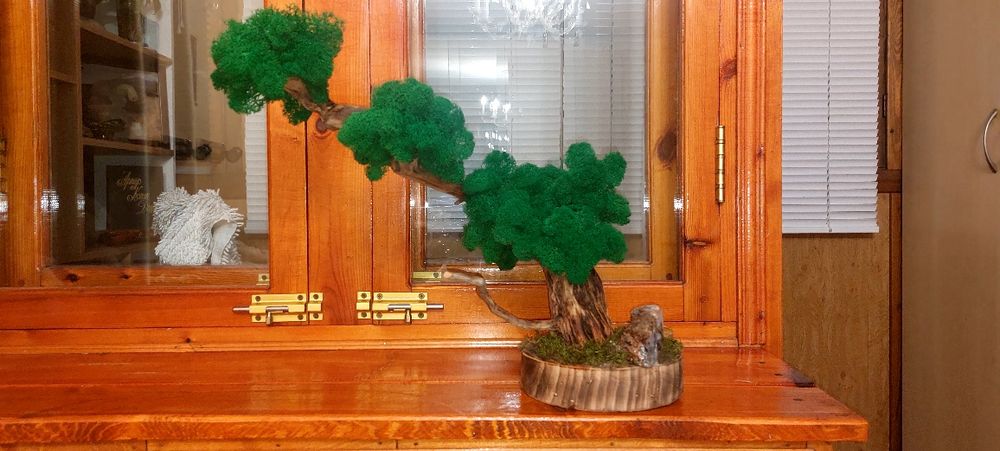 Декоративный бонсай. Домашние дерево