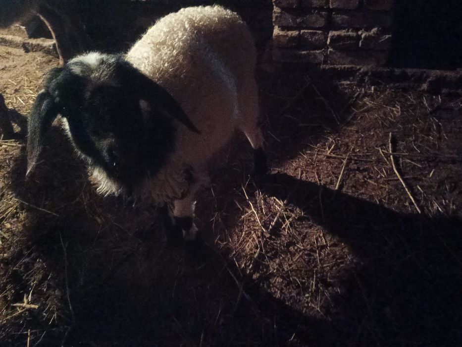 Оттықан үлкен қозы