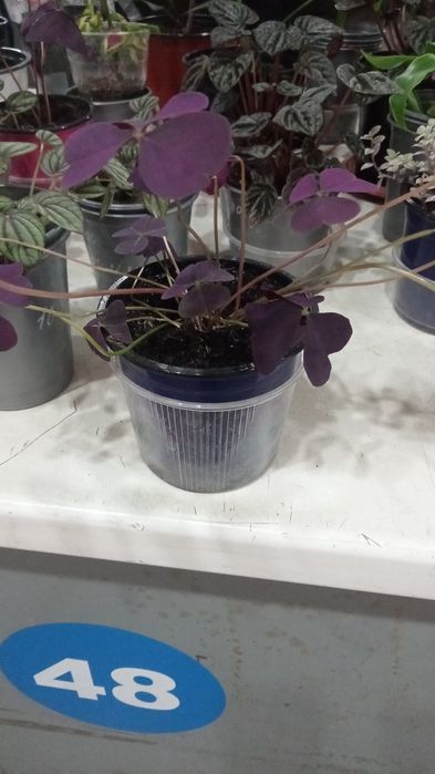 Комнатные цветы домашние