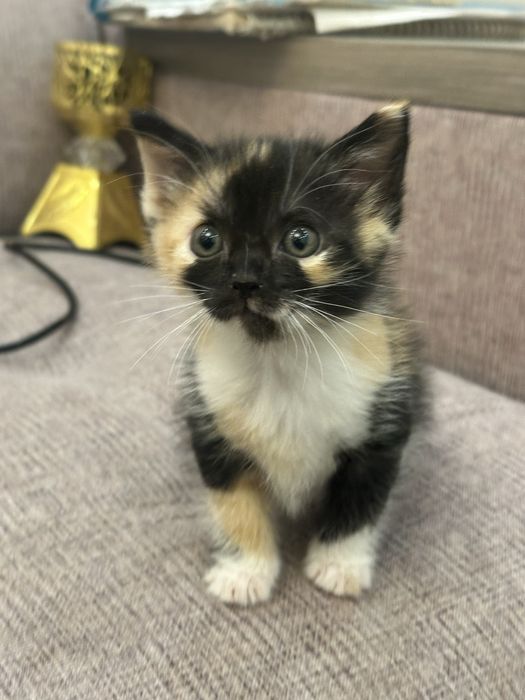 Котята в хорошие руки!