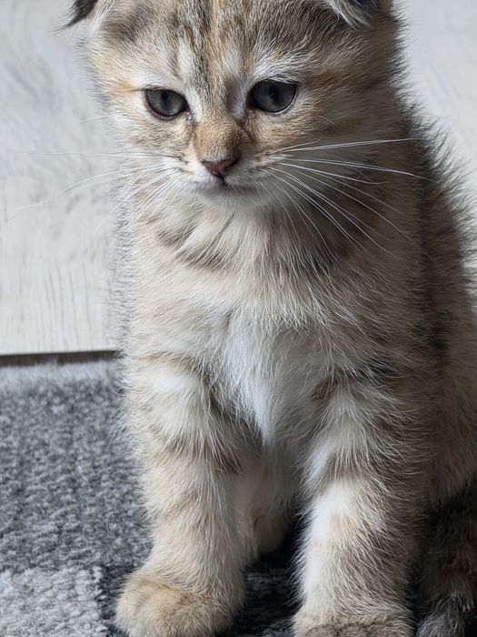 Продаются породистые котята