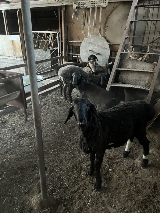 Кошкарлар сатылады 5 бас