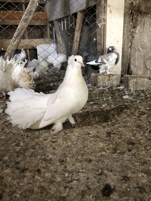 Porumbei voltati indieni