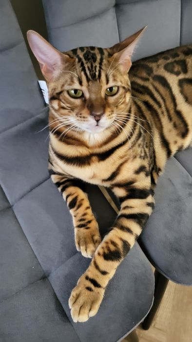 Продам кота Бенгал