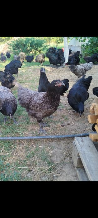 Găini și Cocosi Australorp 2026
