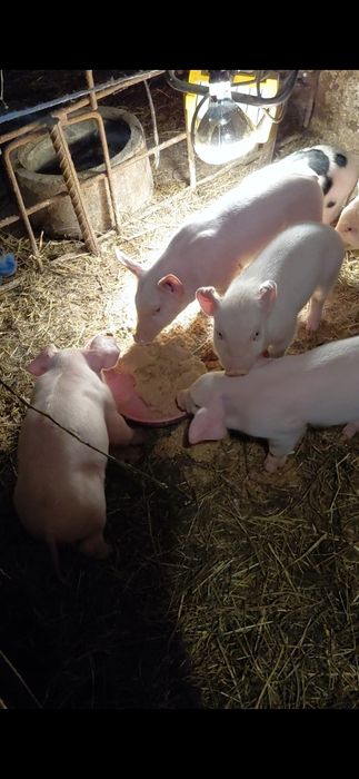 Прасета-Бяла българка