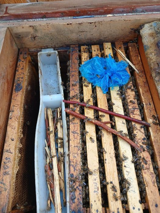 Asal ari oilasi sotiladi