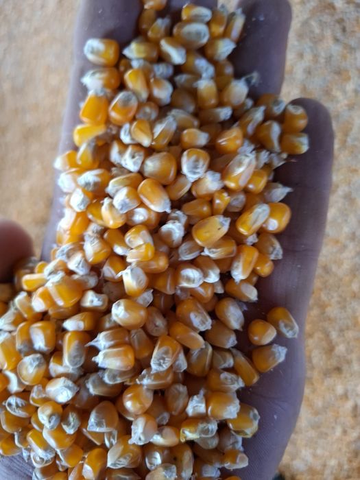 Vand porumb , amestec cereale grau orz mazăre floarea soarelui