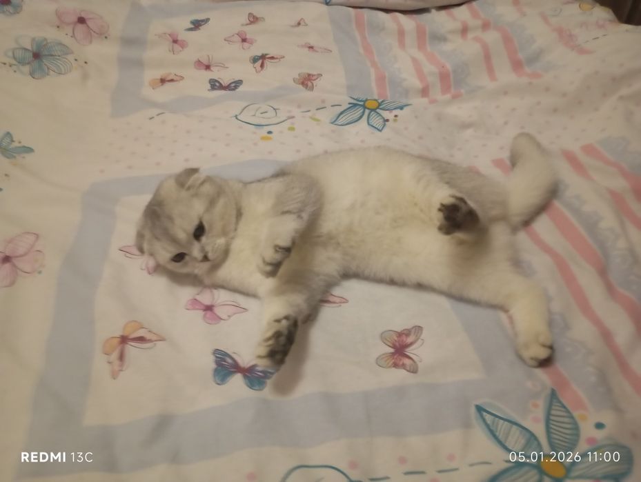 Зотли мушук. Породистая кошка