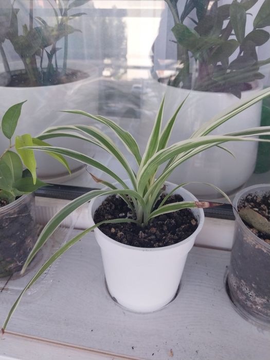 Продам комнатные цветы.