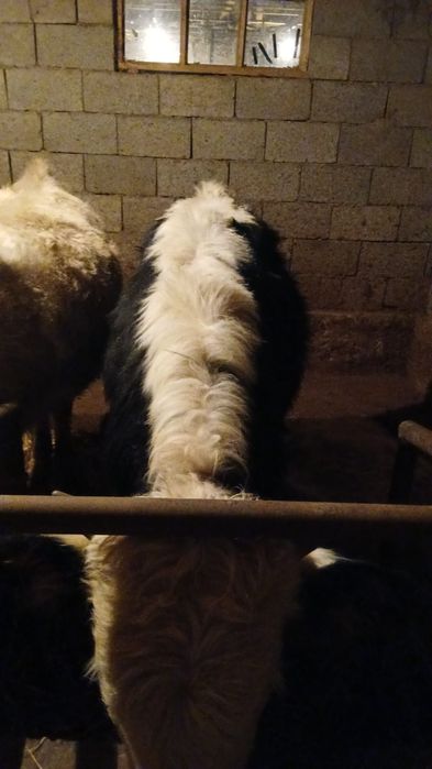 Продам бычков ...