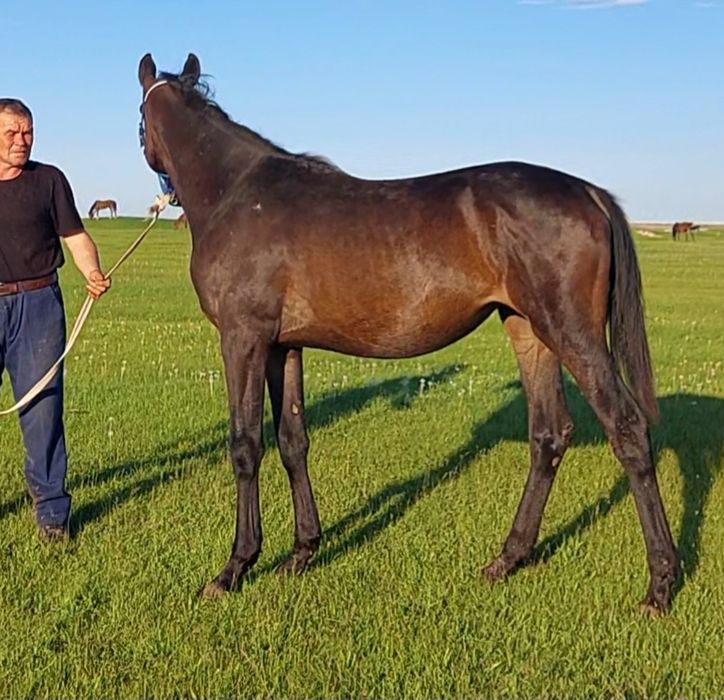 Ағылшын тай Ат Жылқы Лошадь Конь