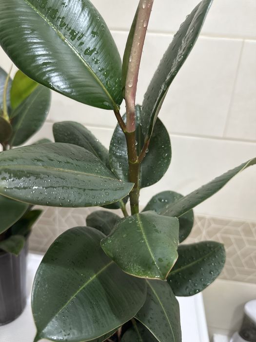 Продам фикус широколистный