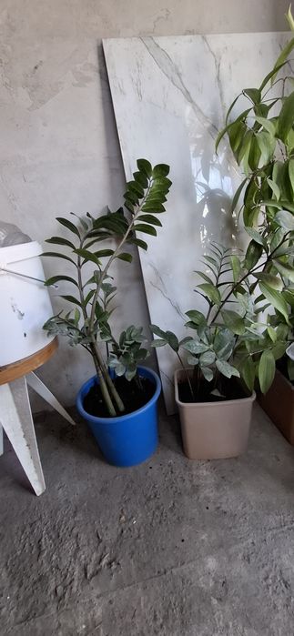 Комнатные растения