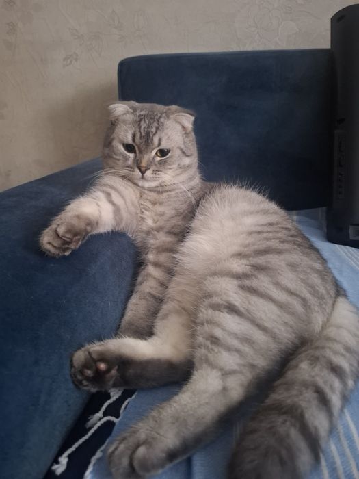 Кот скоттиш фолд