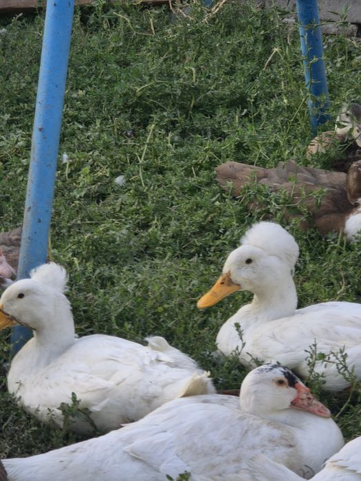 Продам хохлатых уточек