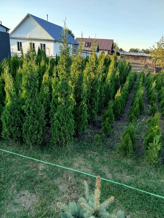 Продам туй смарагд и голден глоб