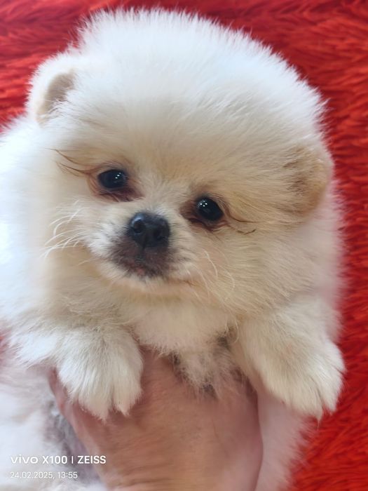 Очаровательные щенки шпица.