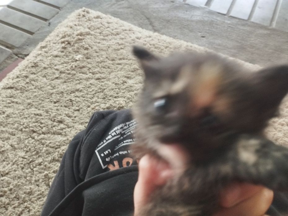 Котята их четыре