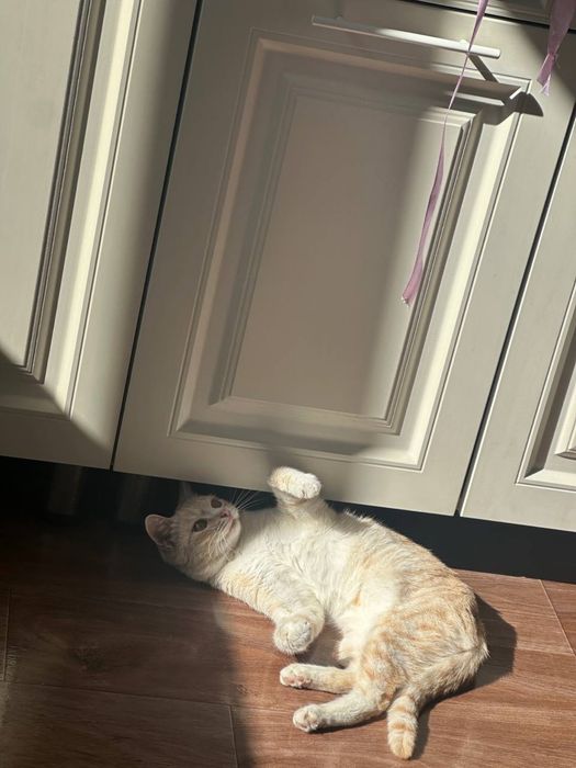кошка бесплатно