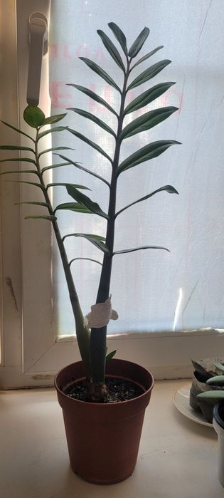 Цветы доллар и фикус