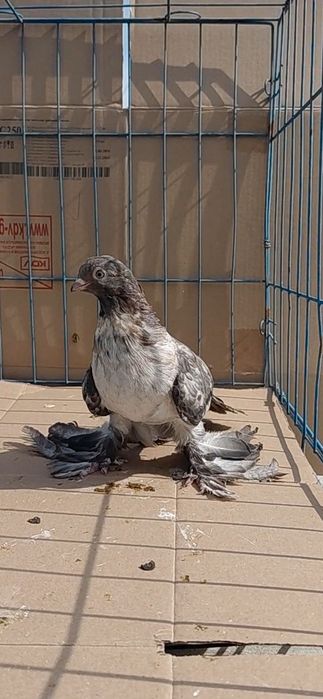 Голуби игровых кровей